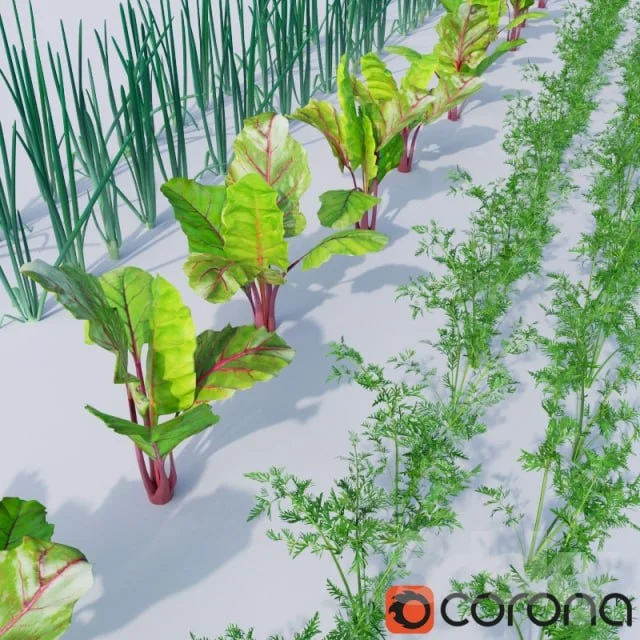 The bed of vegetables